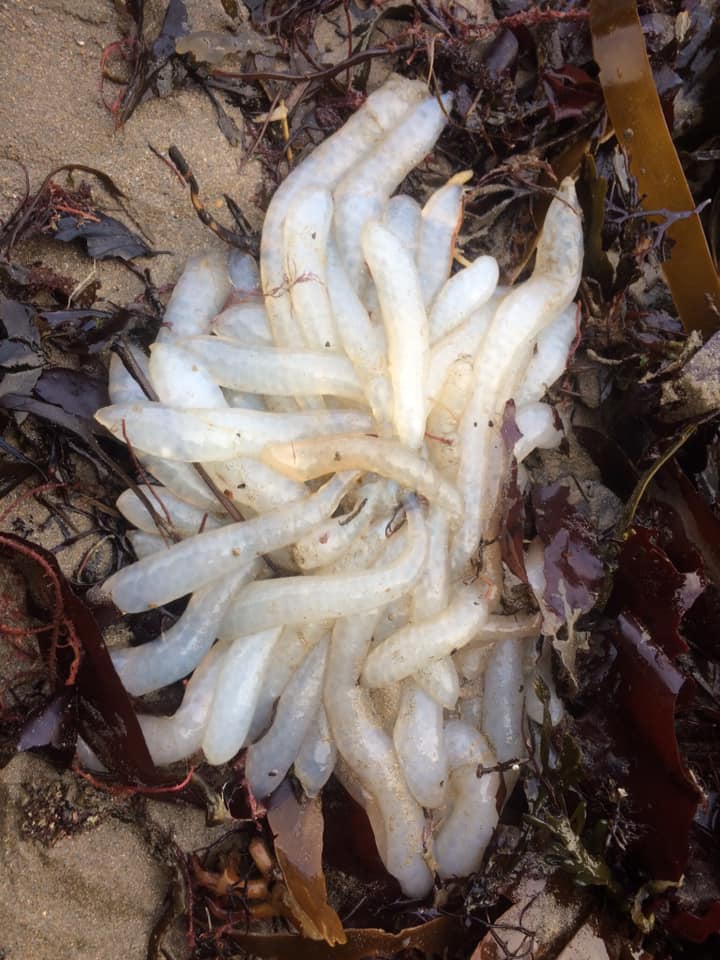 squid eggs found on the beach