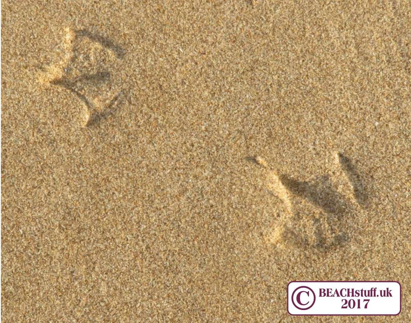 Gull foot print Gull foot print