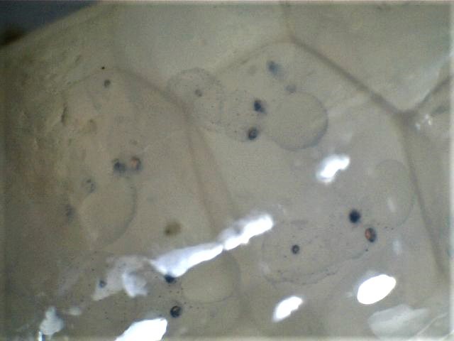 close up of pairs of eyes in squid eggs