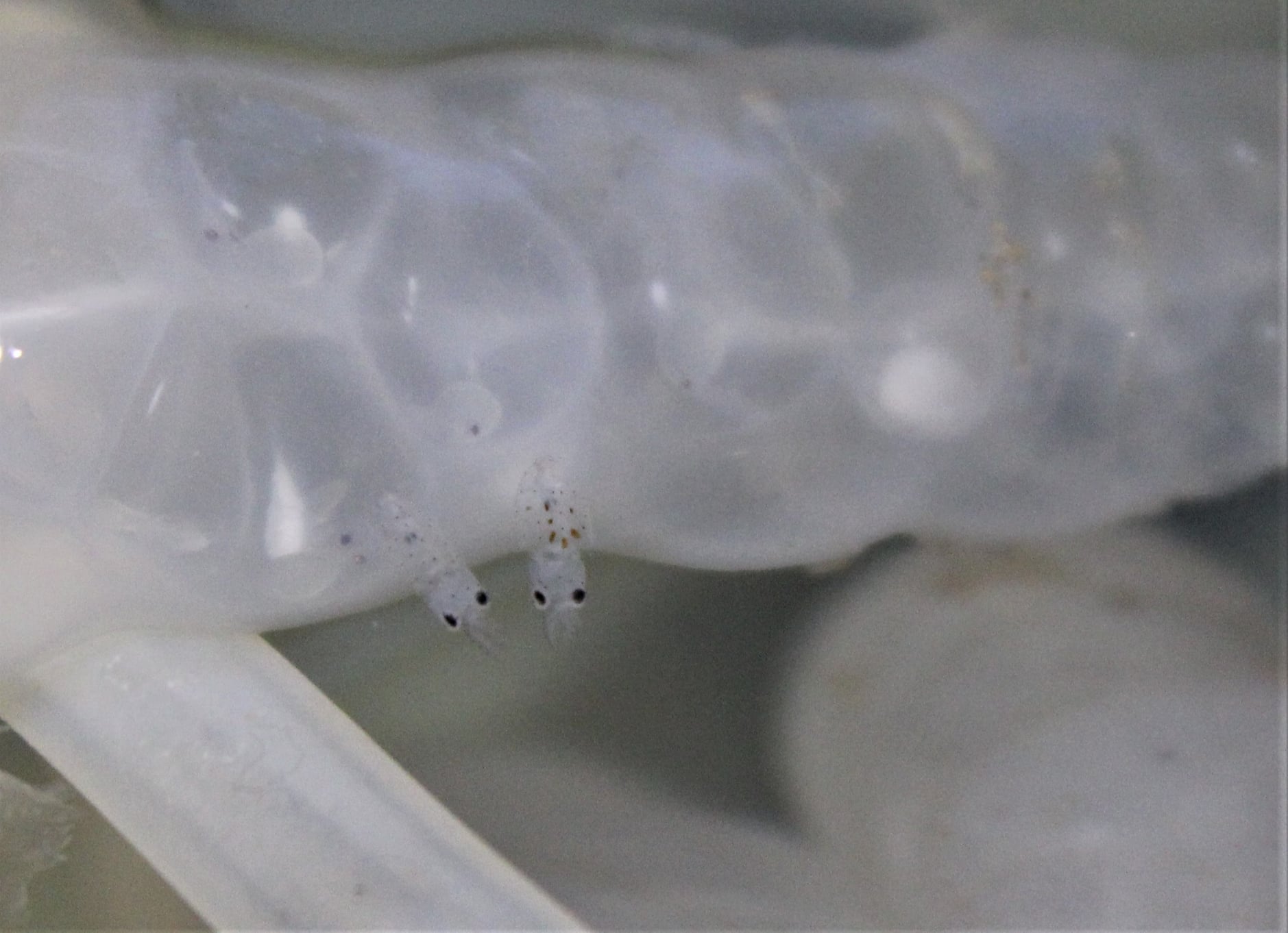 tiny squid emerging from their eggs - hatching