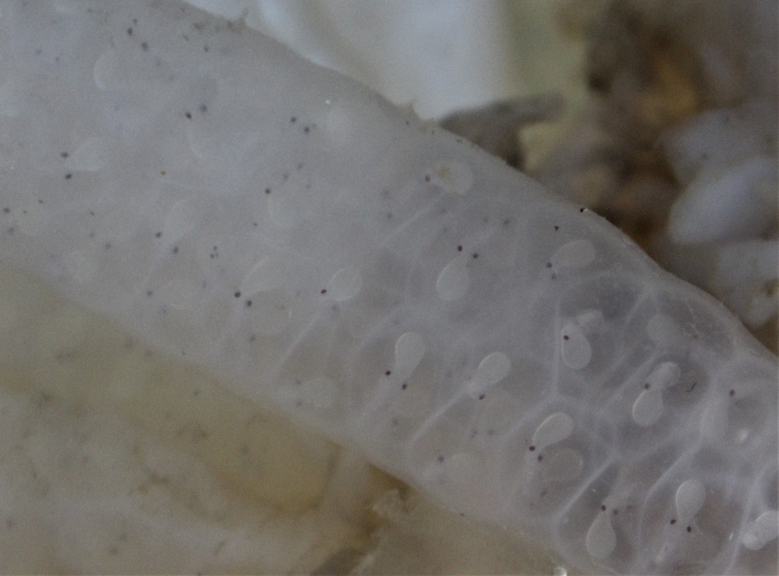 eyes showing in squid eggs