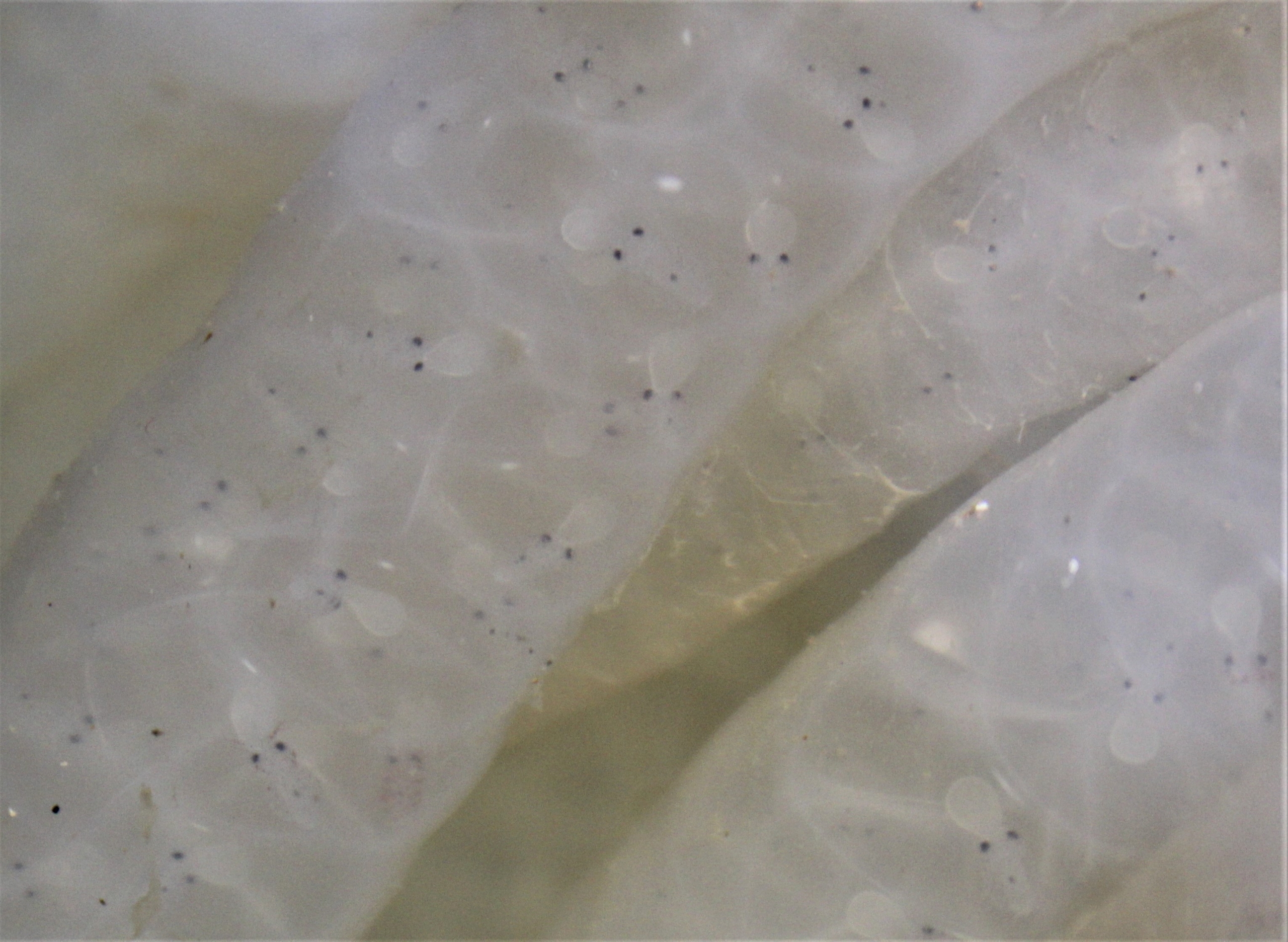 pairs of eyes showing in squid eggs