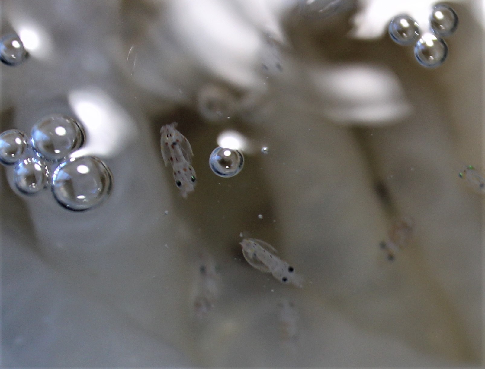 baby squid squidlets just hatched