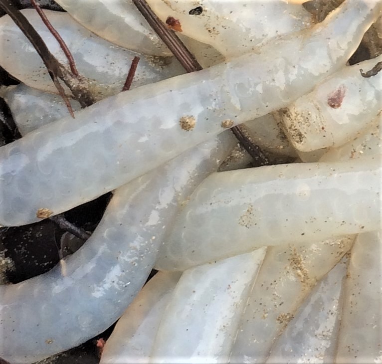 close-up of squid eggs