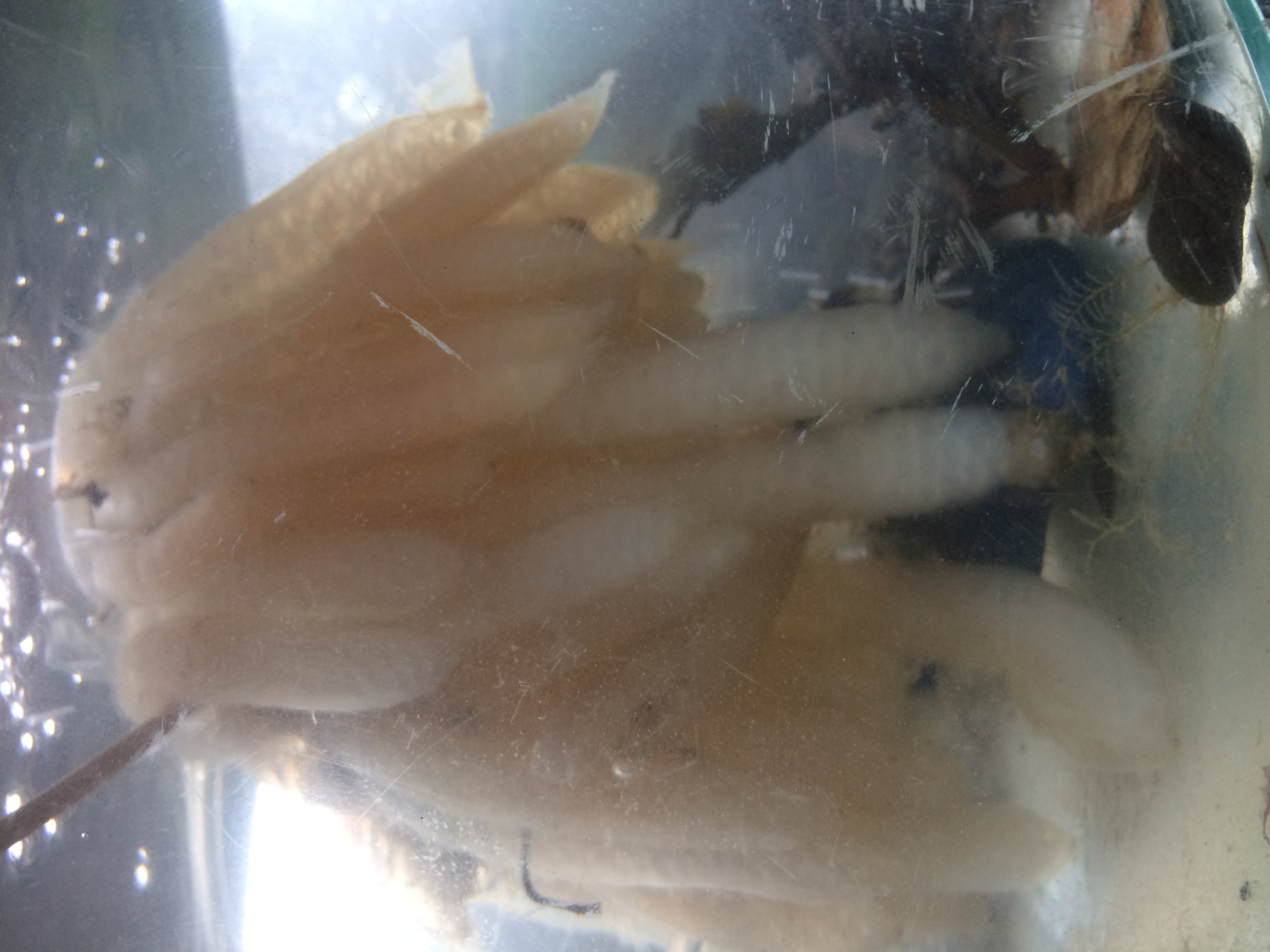 squid eggs in an aquarium