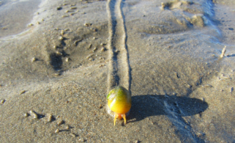 Sea snail track Sea snail track