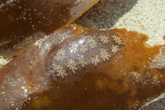 star ascidian seas squirt