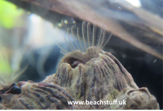 Volcano Barnacle, Balanus Perforatus Volcano Barnacle, Balanus Perforatus