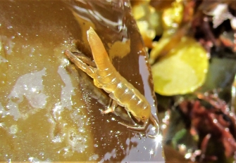 Pale yellow isopod on seaweed