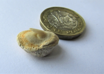 The thorn of a thornback ray The thorn of a thornback ray