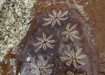 star ascidian sea squirt