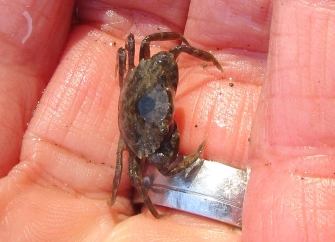 smallest crab