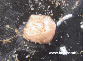 Wart Barnacle, Verruca stroemia Wart Barnacle, Verruca stroemia