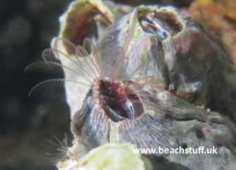 Penis of Dark Acorn Barnacle, Balanus Perforatus Penis of Dark Acorn Barnacle, Balanus Perforatus