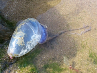 Portuguese Man o' War Portuguese Man o' War