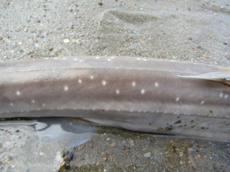 Starry Smoothound skin Starry Smoothound skin