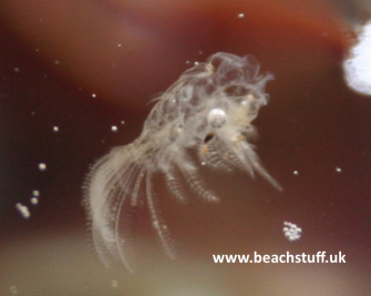 Moulted barnacle Moulted barnacle