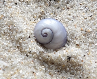 Violet snail shell Violet snail shell