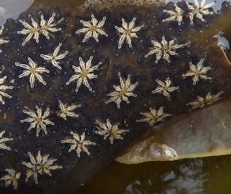 Star ascidian sea squirt