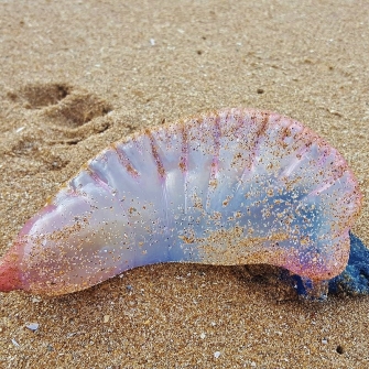 Portuguese Man o' War Portuguese Man o' War