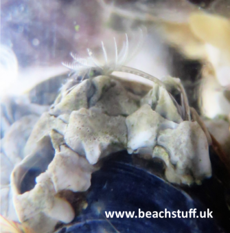 Penis of Elminius Modestus Penis of Elminius Modestus