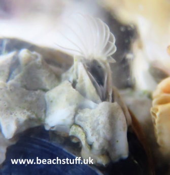 Elminius Modestus Elminius Modestus