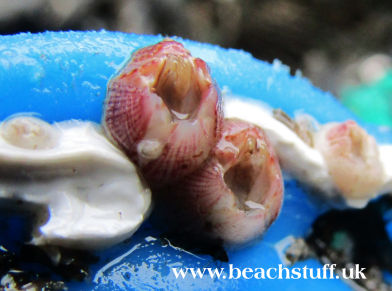 Two pink barnacles