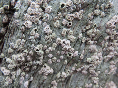 What are barnacles? What are barnacles?